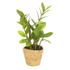 Faux Zamiifolia in Straw Basket - 45cm